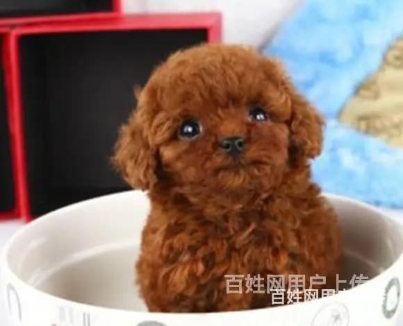 陇南博美繁殖场博美犬舍联系方式 - 图片 4